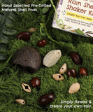 Create Your Own Rain Shell Shaker Kit with hand selected natural pre-drilled shell pods on green moss background